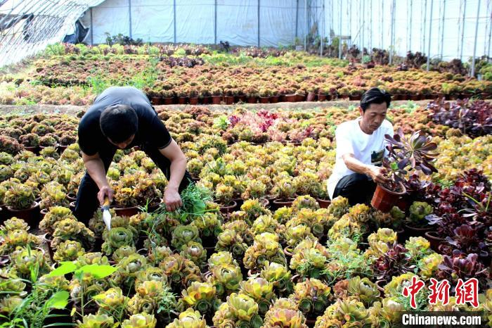 工作人員在基地種植棚內(nèi)鋤草?！≈苡?攝